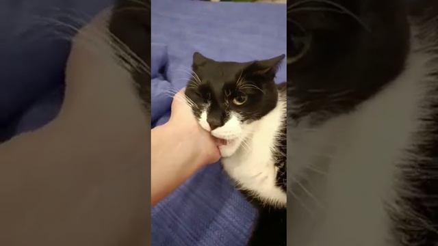 Когда забыл покормить кота. Приветик из дома от Бельчонка. Приют Петербург смотреть онлайн