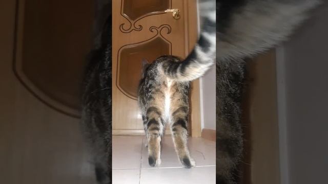 #кот Маняш#Скрытая камера#Что там происходит?# смотреть онлайн