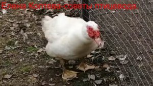 Мускусные утки (Франция)