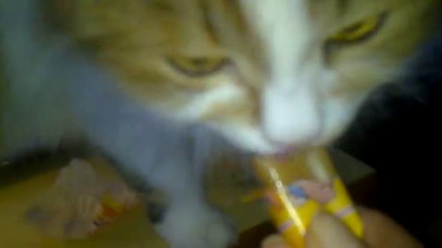 Кисюлик ест конфету 