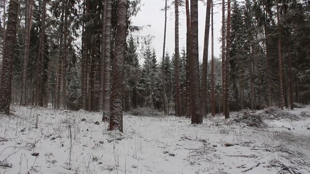 Мистика. СТРАННОЕ место в лесу 2. Болото и ТРУПЫ в овраге / Mystic. Swamp And CORPS In A Ravine