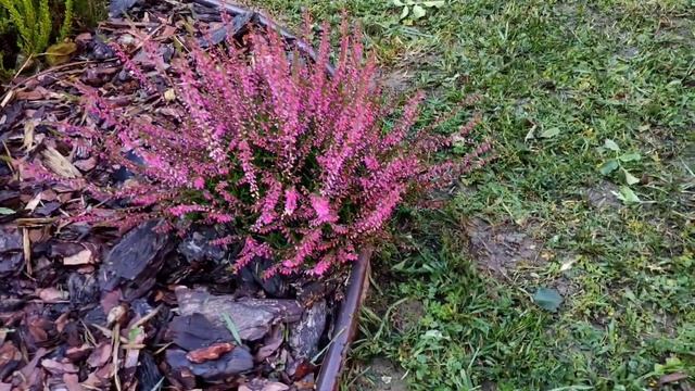 Начала готовить розы к укрытию. Заморозки в саду. Мой сад в октябре. смотреть онлайн