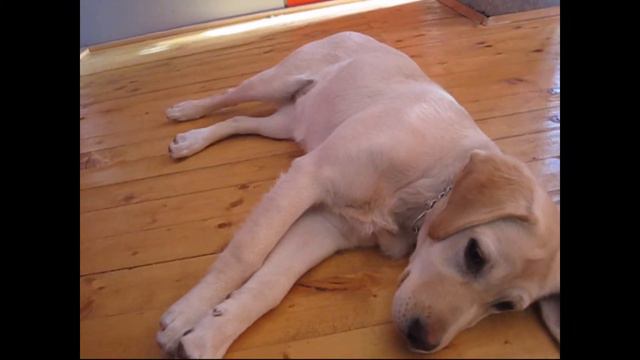 Katja - Labrador retriever смотреть онлайн