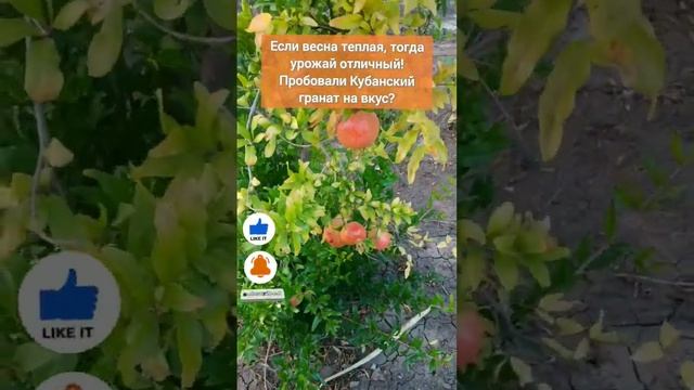 У нас на юге есть всё и гранат, и клопы-вонючки! #жизньнаюге #кубань #юг #еда смотреть онлайн