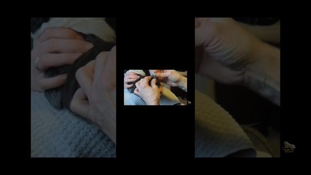 Алабай, купирование ушей и хвостика смотреть онлайн