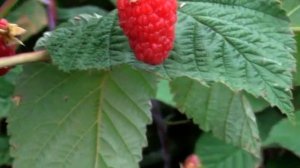 МАЛИНА КРАСНАЯ ГВАРДИЯ  МОЙ ОПЫТ