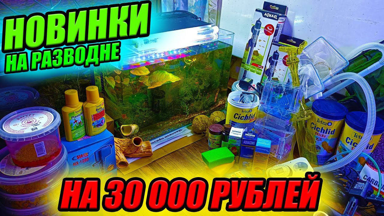 Новинки на рыборазводне на 30000 рублей! Новые аквариумы, рыбки и оборудование! смотреть онлайн