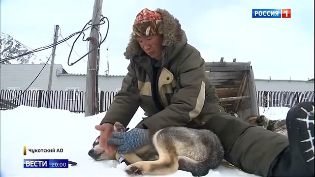 На Чукотке прошла гонка на собачьих упряжках смотреть онлайн
