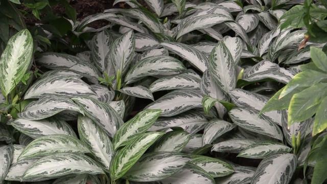 Aglaonema - Kolbenfaden, Chinese Evergreens смотреть онлайн