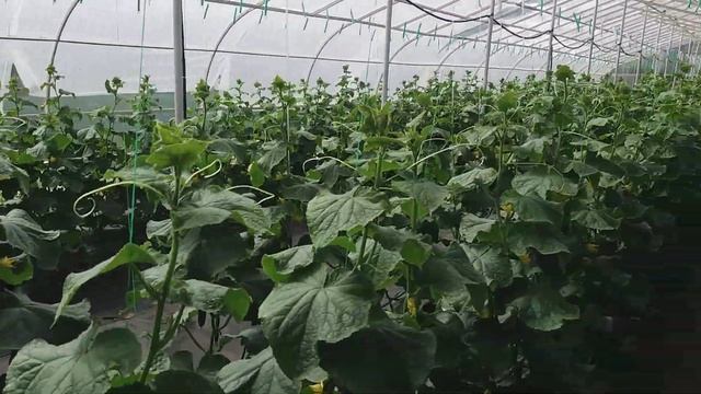 В гостях у канала ОГУРЦЫ ТУТ...Какая технология???привет СЧАСТЛИВЫЙ ФЕРМЕР. смотреть онлайн