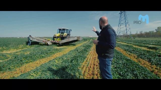 Заготовка сенажа. Сенаж из люцерны и тритикале. Весь процесс за 5 дней! смотреть онлайн