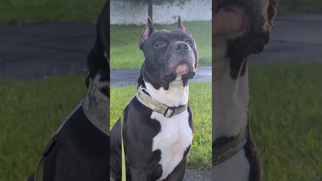#амстафф #стаффорд #amstaff #stafford #стаффордширскийтерьер #dog #собака #staff #пес #pitbull смотреть онлайн