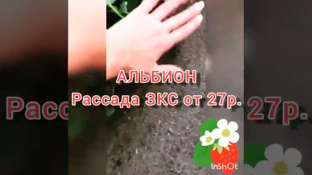 Принимаем заказы на клубнику Альбион, Кабрилла, Мурано. смотреть онлайн