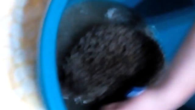 Купаем ёжика которого принес я сегодня домой смотреть онлайн