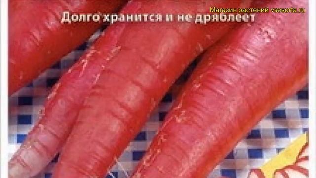 Редис Красный великан. Краткий обзор, описание характеристик, где купить семена raphanus sativus смотреть онлайн