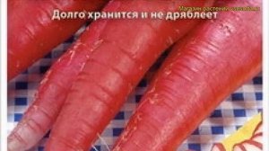 Редис Красный великан. Краткий обзор, описание характеристик, где купить семена raphanus sativus