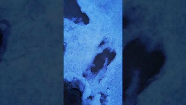 рыбалка в Сургуте, #рыбалка#Сургут#жерлицы#щука смотреть онлайн