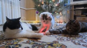 КАК РОС КОТ МАЛЫШ ! МАЛЕНЬКИЙ КОТЕНОК МАЛЫШ и МУРКА! СМЕШНЫЕ КОТЫ! ПРИКОЛЫ С КОТАМИ И БАФФИ МИЛАФФИ