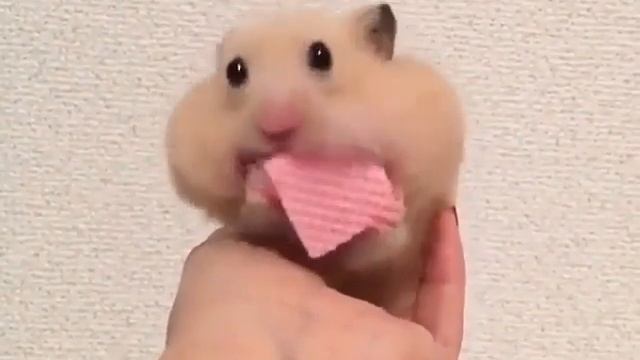 Хомяк кушает вафли