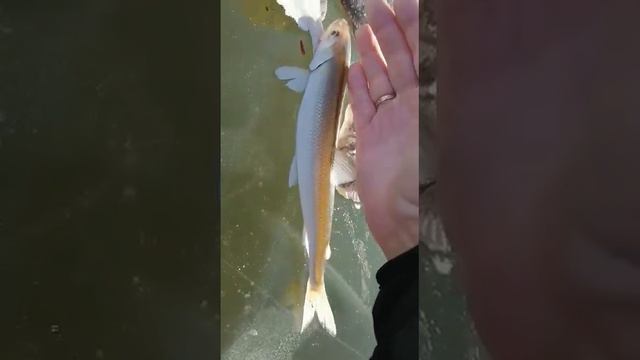 Тавричанка 12.12.2020👍Спасибо Джон🎣 смотреть онлайн