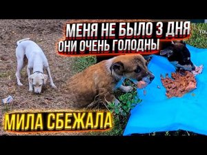 у Шани сравнялись лапки Мила сбежала Щенки с канавы очень голодныодин пропал