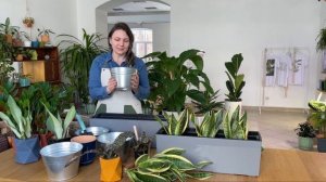 Сансевиерия. Пересадка после покупки