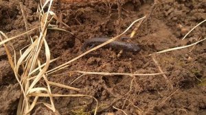 ГОСТИ ИЗ МУРМАНСКА|КОП В КАЛИНИНГРАДСКОЙ ОБЛАСТИ|Metal detecting