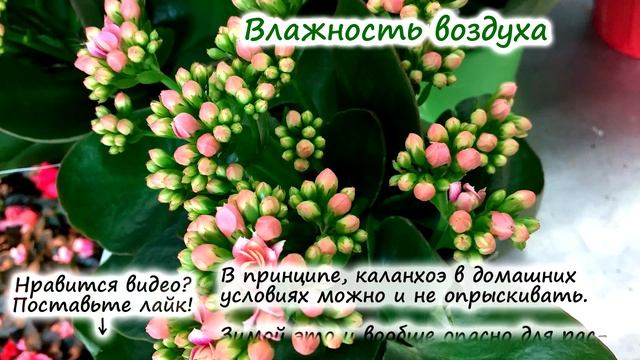 КАЛАНХОЭ ? в домашних условиях | полив, подкормка, пересадка, обрезка смотреть онлайн