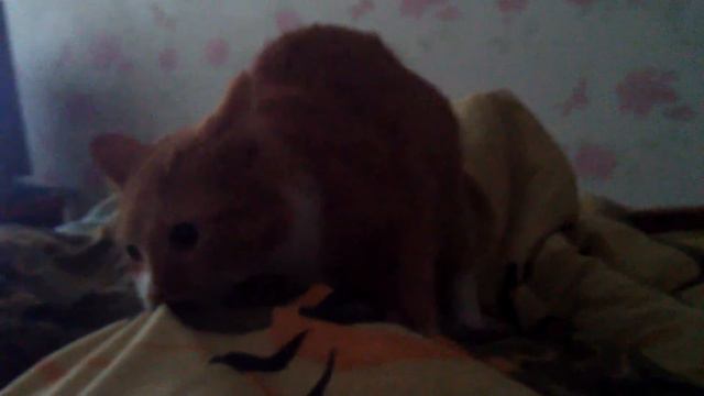 Кастрированный рыжий кот смотреть онлайн
