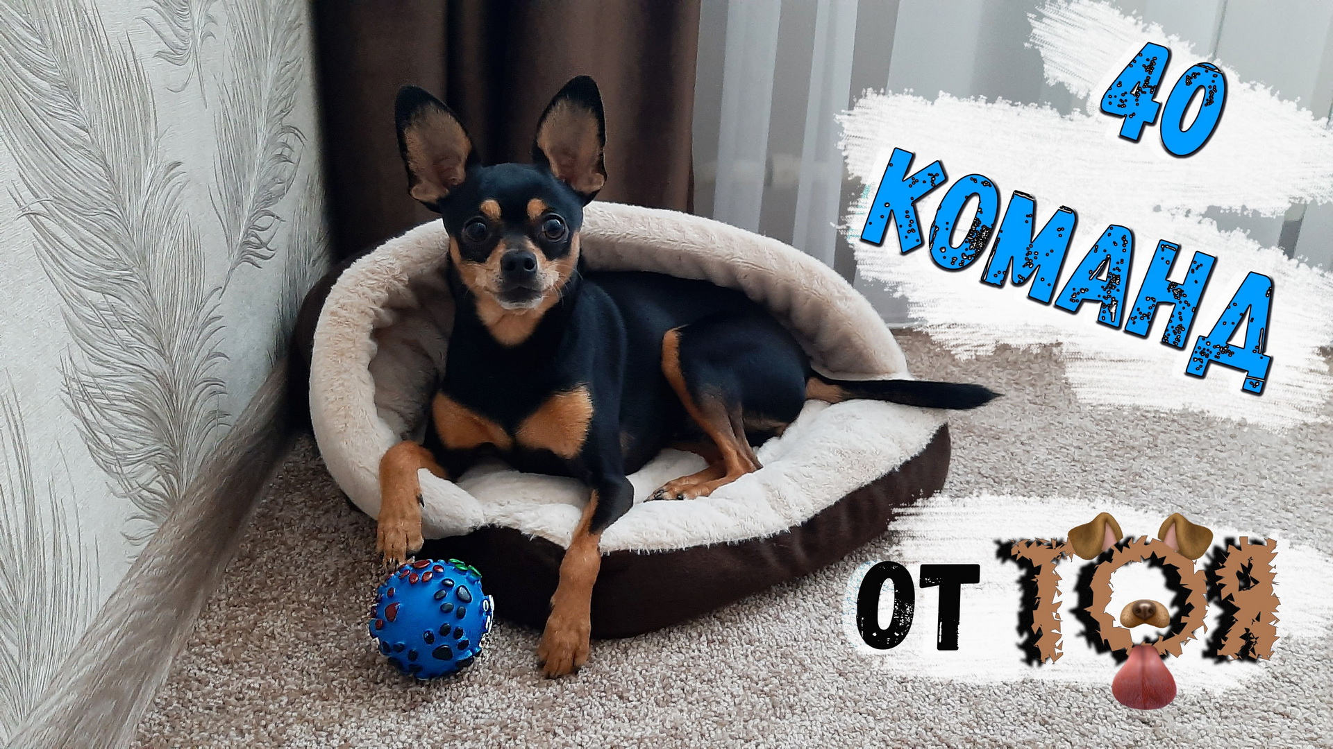 Той-терьер выполняет 40 команд смотреть онлайн