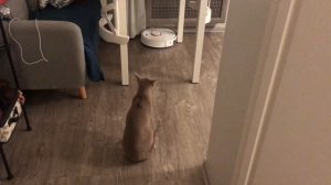 Робот-пылесос и кот. Первая встреча