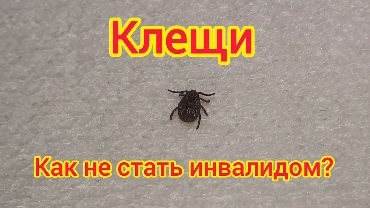 Как защититься от клещей смотреть онлайн
