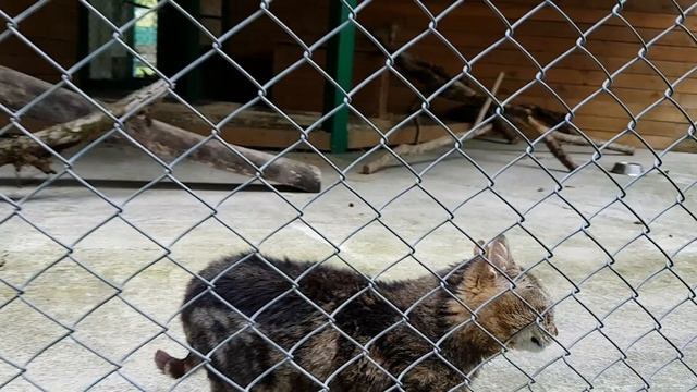 Кот Вася из Красной Поляны смотреть онлайн