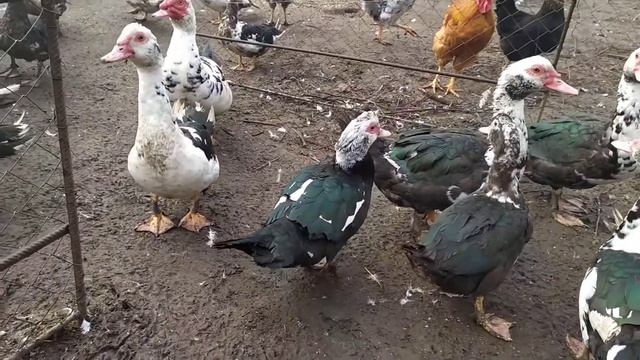 Индоутки)))(мускусные, шипуны) смотреть онлайн