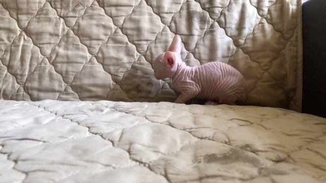 Котёнок Сфинкс белого окраса?#сфинкс