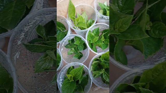 Продаю неукорененые черенки метельчатой гортензии, более 40 сортов. 89527828234 Анна. смотреть онлайн