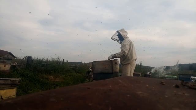 Как собрать пчел в зиму. УЖАС.150 кг МЕДА С ОДНОГО УЛЬЯ смотреть онлайн