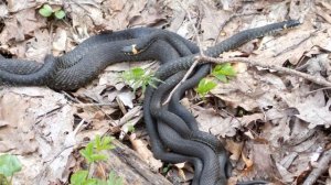 Ужи спариваются. Змеиная свадьба. Брачный период у ужей.