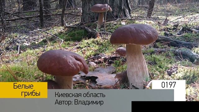 Фотоальбом - Тихая охота №40 смотреть онлайн