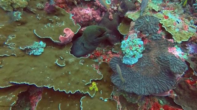 Scuba Diving Komodo National Park