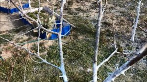 Низкорослые абрикосы в моем саду. Корректирующая обрезка весной.