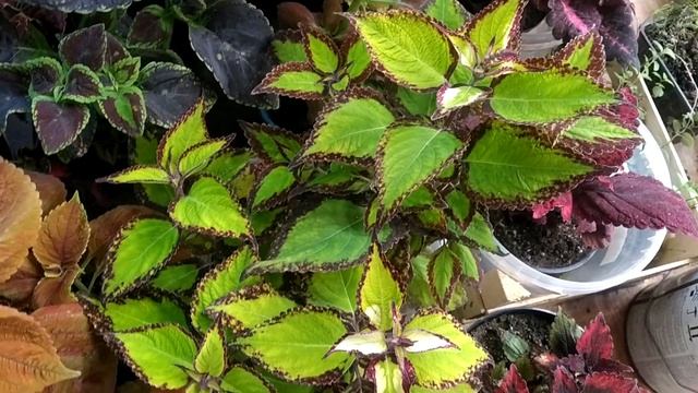 Колеус Saturn rings. (Сатурн рингс, кольца Сатурна.) смотреть онлайн