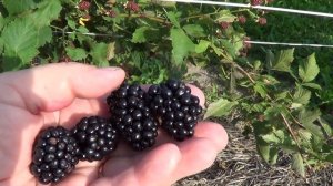 ЕЖЕВИКА ДЖАМБО  И ОРКАН