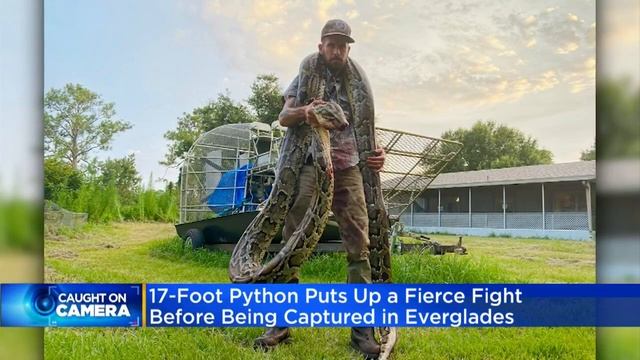17-Foot Python Puts Up Fierce Fight Before Being Captured In Everglades смотреть онлайн