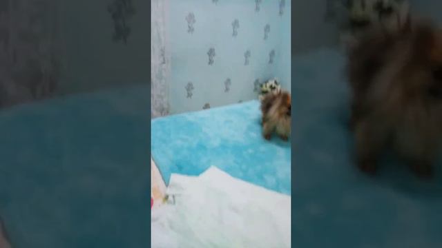 Шпиц 😄не любит расчесываться ..!?? Шерька-😍Хулиганка моя 💜 смотреть онлайн