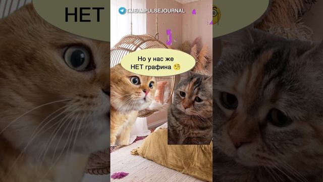 Игра престолов #мыкотики #вмем #разговор #анекдот #шутки #кот #юмор #смешное #прикольно #мемы #cat смотреть онлайн