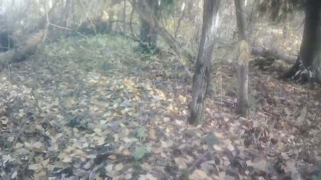 Пошли грибы в октябре 2022!!! смотреть онлайн