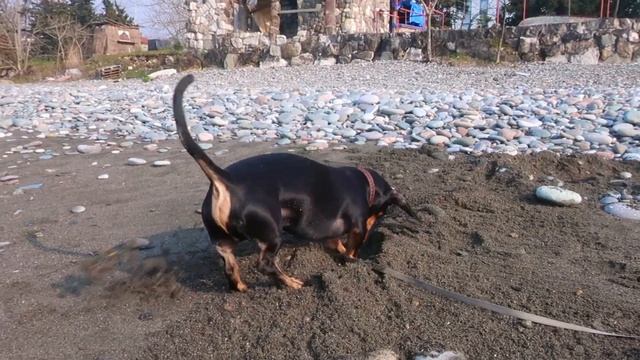 В Грузию с собакой | Такса Купер на пляже #Отъехавшие смотреть онлайн