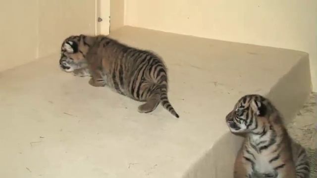 Los Angeles Zoo Sumatran Tiger Cubs смотреть онлайн