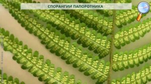 Биология 6 класс (Урок№10 - Размножение.)